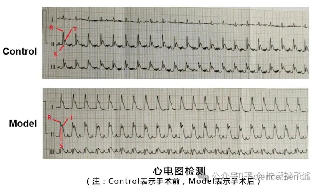 心肌梗死动物模型 - 知乎