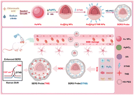 Graphical abstract: ROS-responsive SERS probes for real-time monitoring of oxidative stress in traumatic brain injury